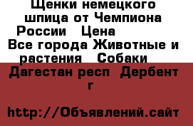 Щенки немецкого шпица от Чемпиона России › Цена ­ 50 000 - Все города Животные и растения » Собаки   . Дагестан респ.,Дербент г.